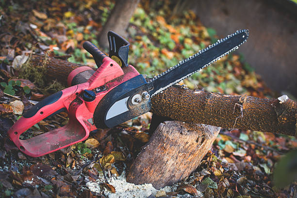 Best Tree Fertilization  in Palisade, CO